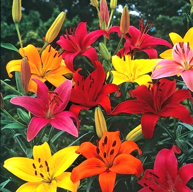 6 Lily Flower Bulbs Asiatic Lilies Mix Flowers Butterfly Garden for Planting
