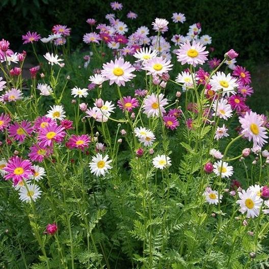 Painted Daisy ROBINSONS GIANT MIX Perennial Huge Cut Flowers Non-GMO 50 Seeds!