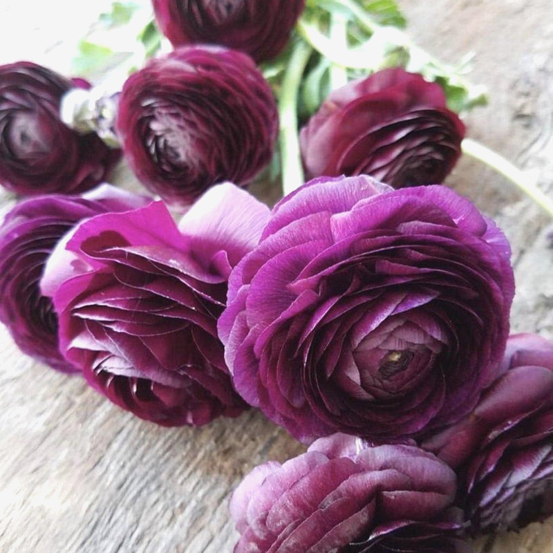 Purple Ranunculus 10 Bulbs Quality Peony Rose Wedding Flowers Bouquet Planting