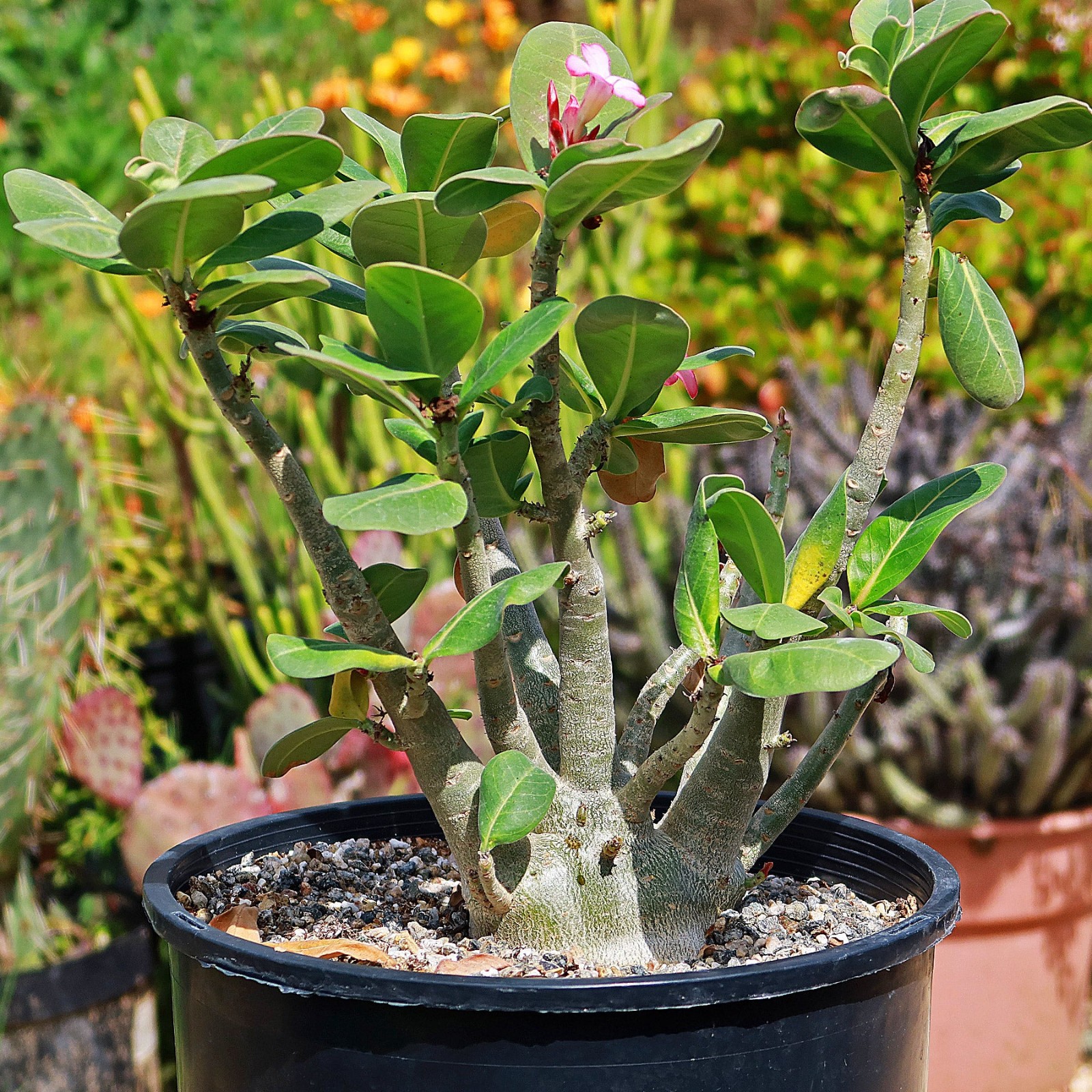 Desert Rose Adenium arabicum (green caudex) 5 seeds FREE SHIPPING!