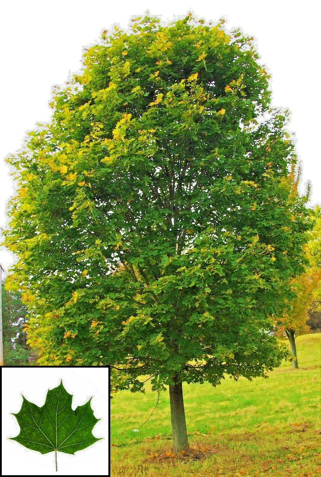 15 NORWAY MAPLE SEEDS – Acer platanoides