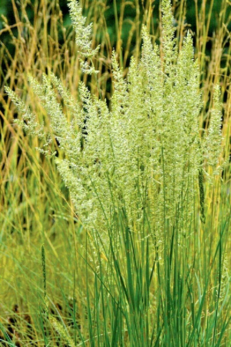 501+PRAIRIE JUNE GRASS Seeds Native Ornamental Drought Heat Cold Container Easy