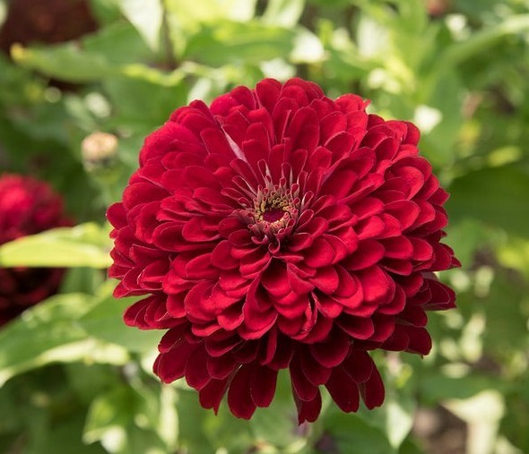 120 Zinnia Deep Red Giant Dahlia Flowered seeds