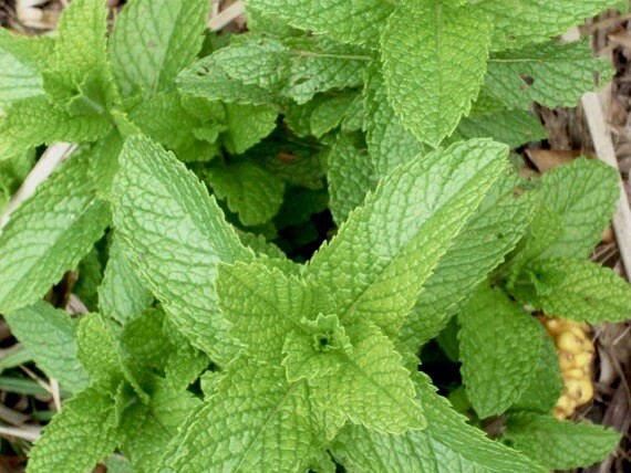 300 + Spearmint Seeds ! Fresh Seeds ! Mentha Spicata! Non-Gmo . Free Shipping