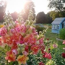 20 beautiful fluffy snapdragon flower seeds for spring summer variety mix pink