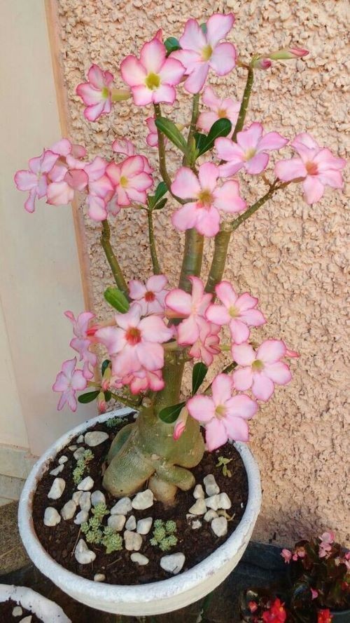 Adenium Arabicum ‘Rachinee Pan Dok’, 10 seeds