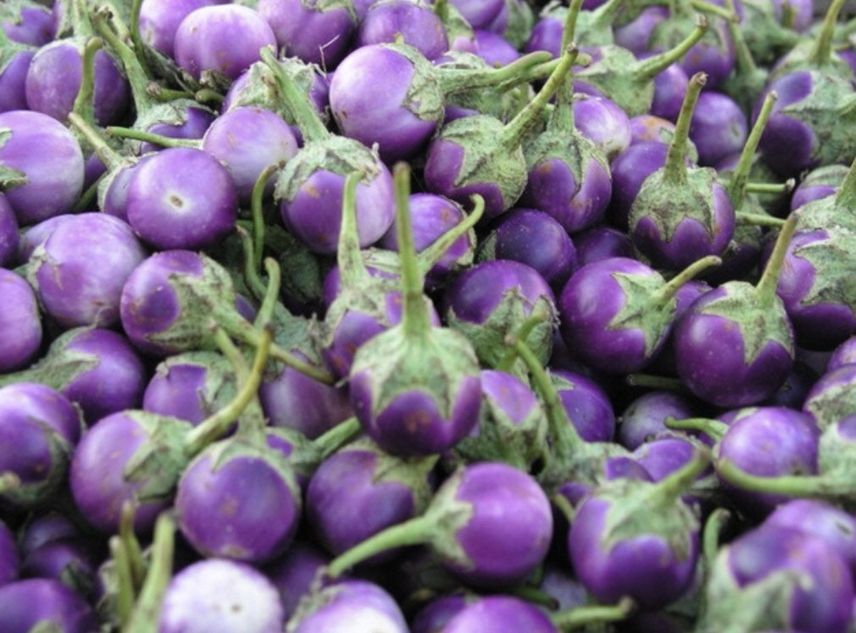 100 SEEDS Thai Round Eggplant | NON-GMO