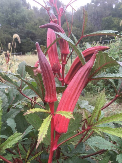 100 Red burgundy okra seeds. #okraseeds
