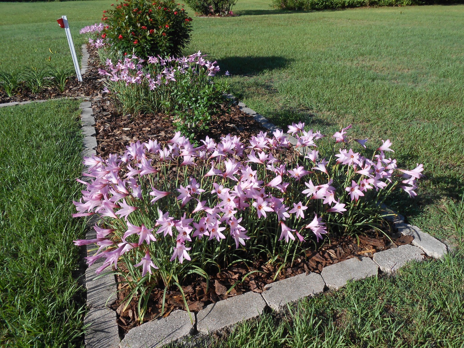 Rain Lily, Habranthus, 5 fresh bloom size bulbs, zephyranthes, free ship!!!