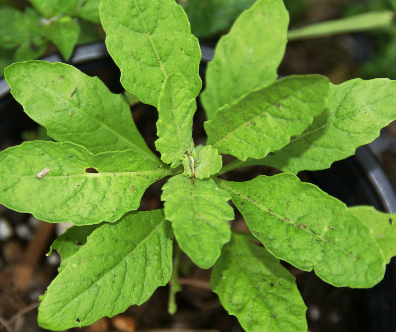 Epazote Seeds -Central,S.American Herb – 50+ Heirloom seeds – FREE Shipping