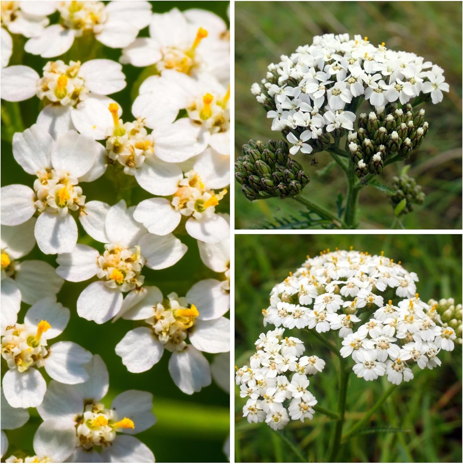 White Yarrow Seeds – 500 Heirloom Seeds for Planting Achillea millefolium – P…