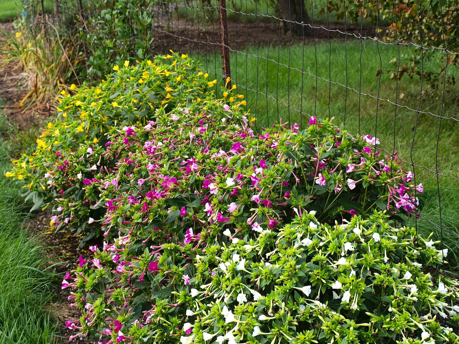 Solid Colors Mix Four O’ Clock Seeds | Mirabilis Rainbow Mixed Flower Seed 2025