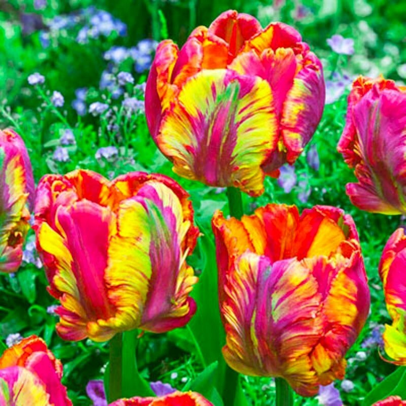 100 Parrot Tulip Seeds Heirloom Flower Plant (much less money than bulbs)