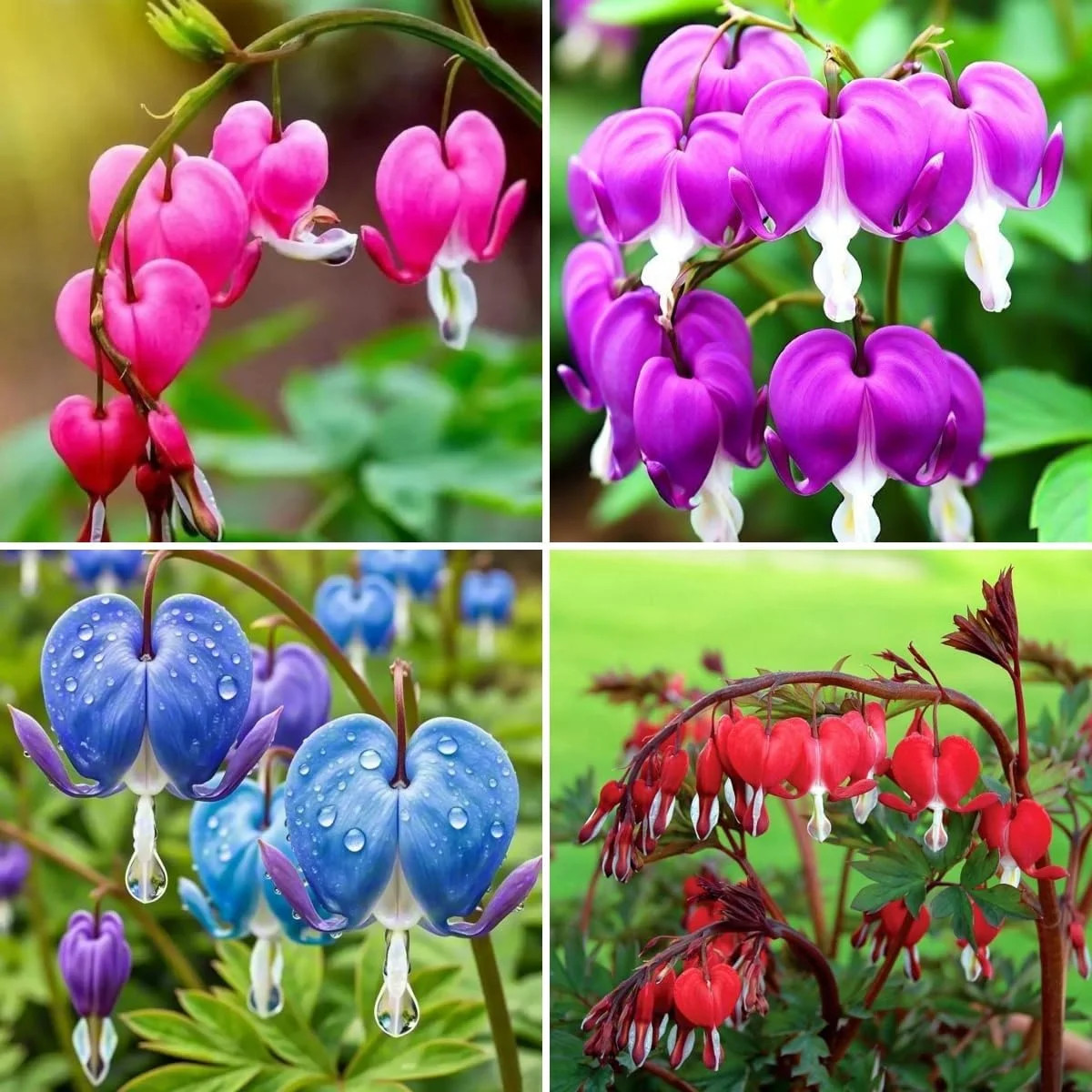 Bleeding Heart Seeds, 120pcs Dicentra Spectabilis, Non-GMO Heirloom Perennial Fl