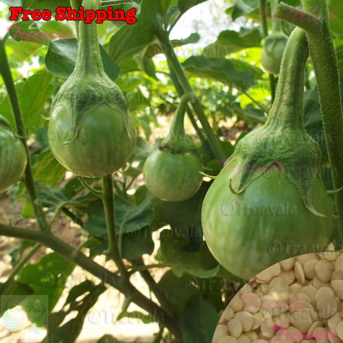 Eggplant Seeds | Green Thai Eggplant, Petch Siam Eggplant Seeds | NON-GMO