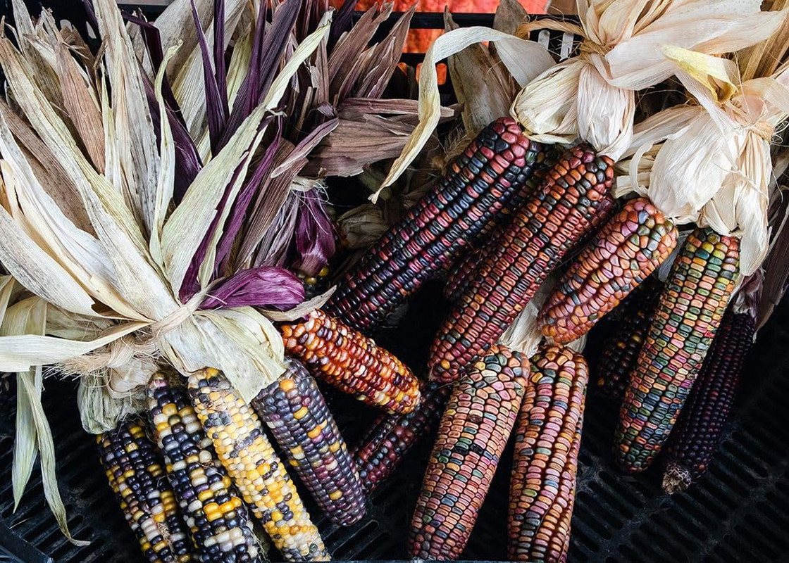 Seeds Corn Multicolor Montana Sweet Purple Yellow Red Garden Heirloom Vegetable