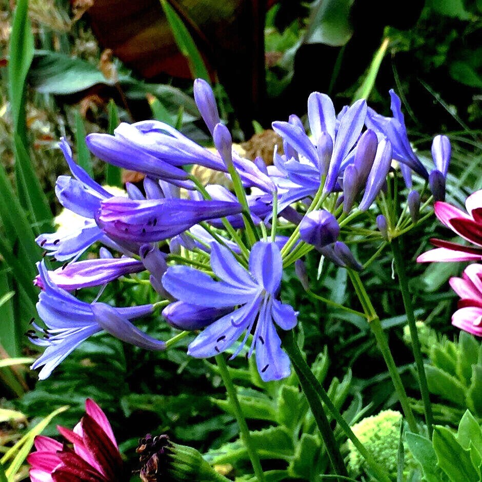 25 Dwarf Blue Lily of The Nile Flower Seeds Agapanthus “Peter Pan” House Plant