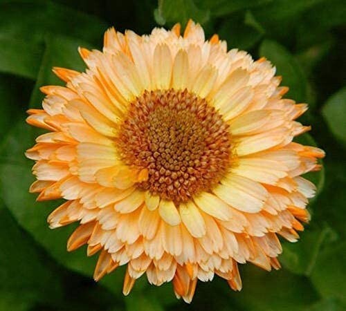 40 Calendula Apricot Beauty seeds