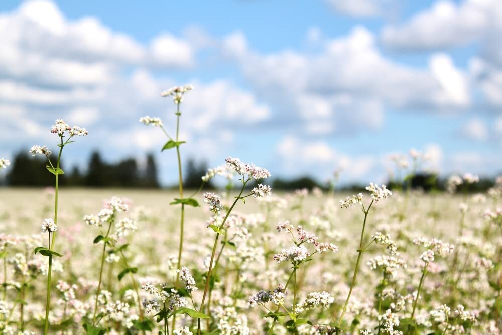 Buckwheat Seeds for Planting – Cover Crop, Grain, Bee Pasture, Pollinator, Wildl