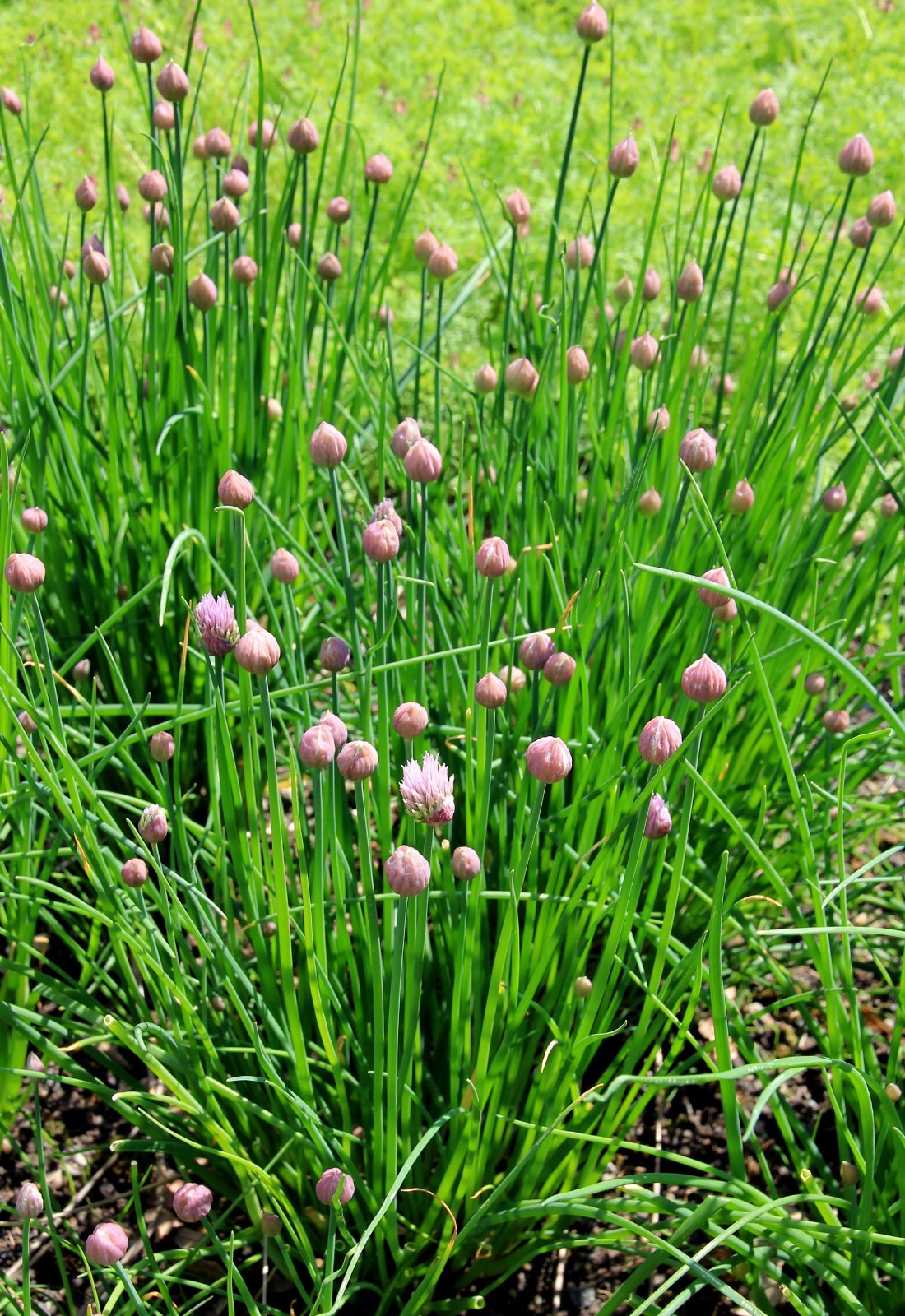 401+CHIVES Seeds Herb Green Onion Spring Fall Vegetable Garden Patio Container