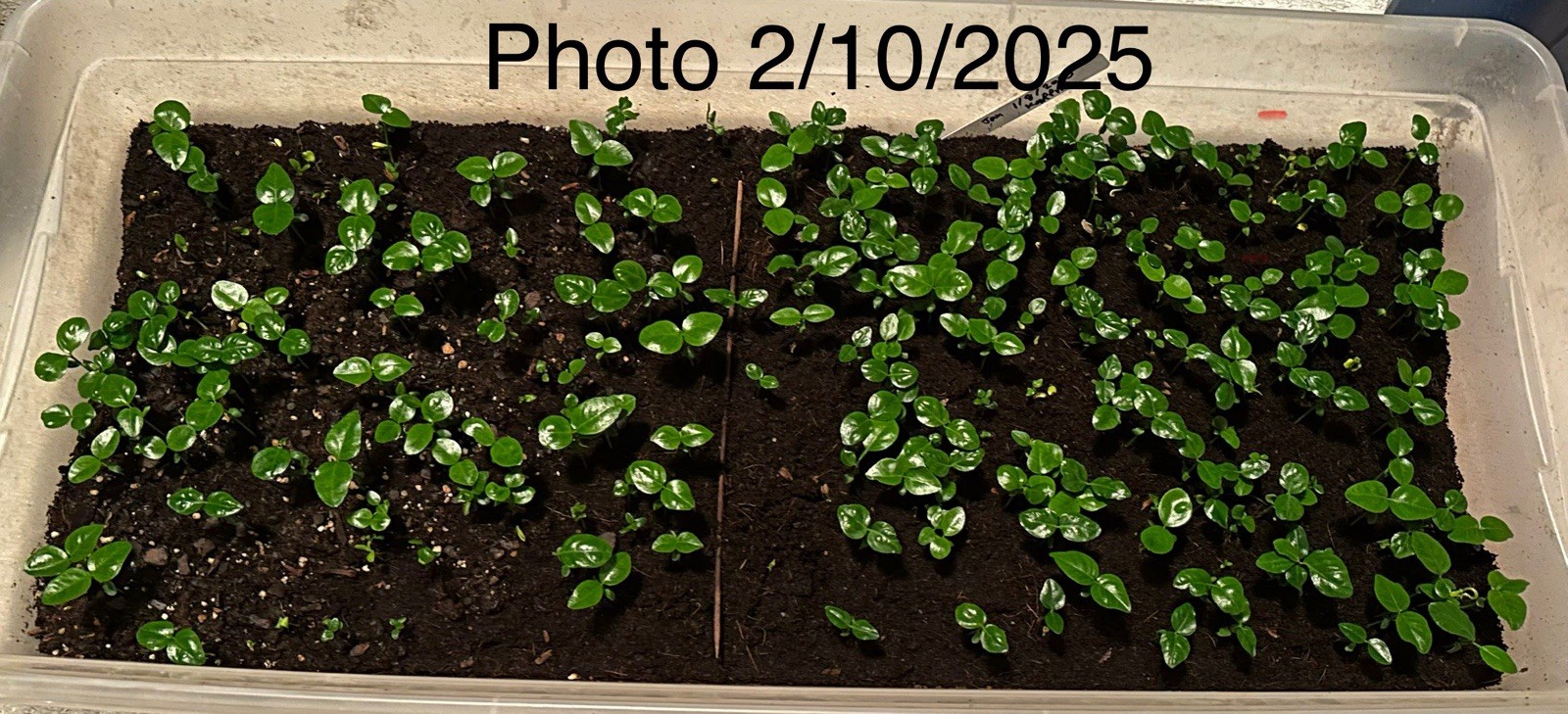 100+ Kaffir Lime Seeds Harvested 9/2025 Always Fresh And New Seeds มะกรูด