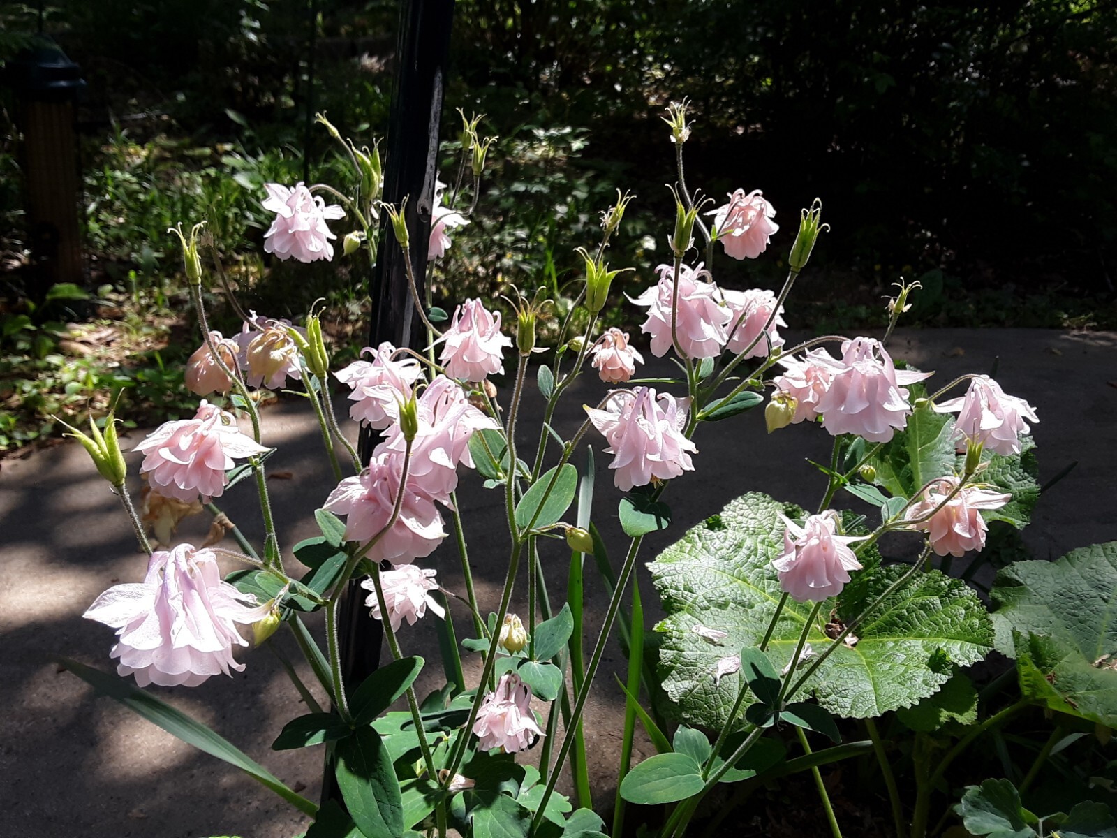 100+ Rare Light Pink Multi Layer Columbine Perennial Flower Seeds.