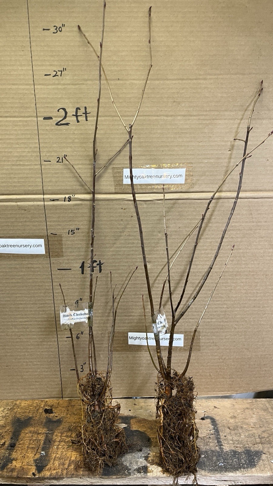 2-3 ft tall Viking Aronia melanocarpa – Black chokeberry, plant potted