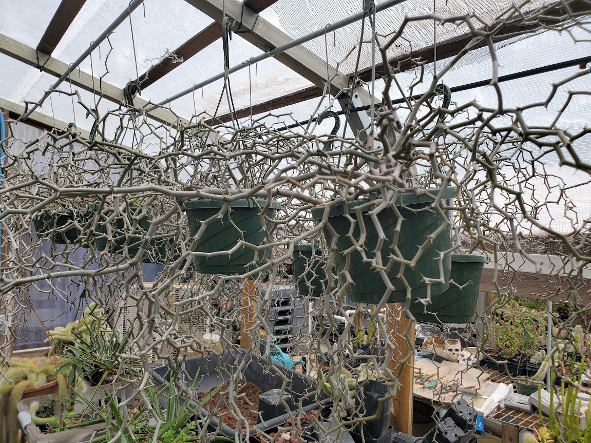 Decarya madagascariensis – Zig Zag Plant – Madagascar – Rooted Lot DM11