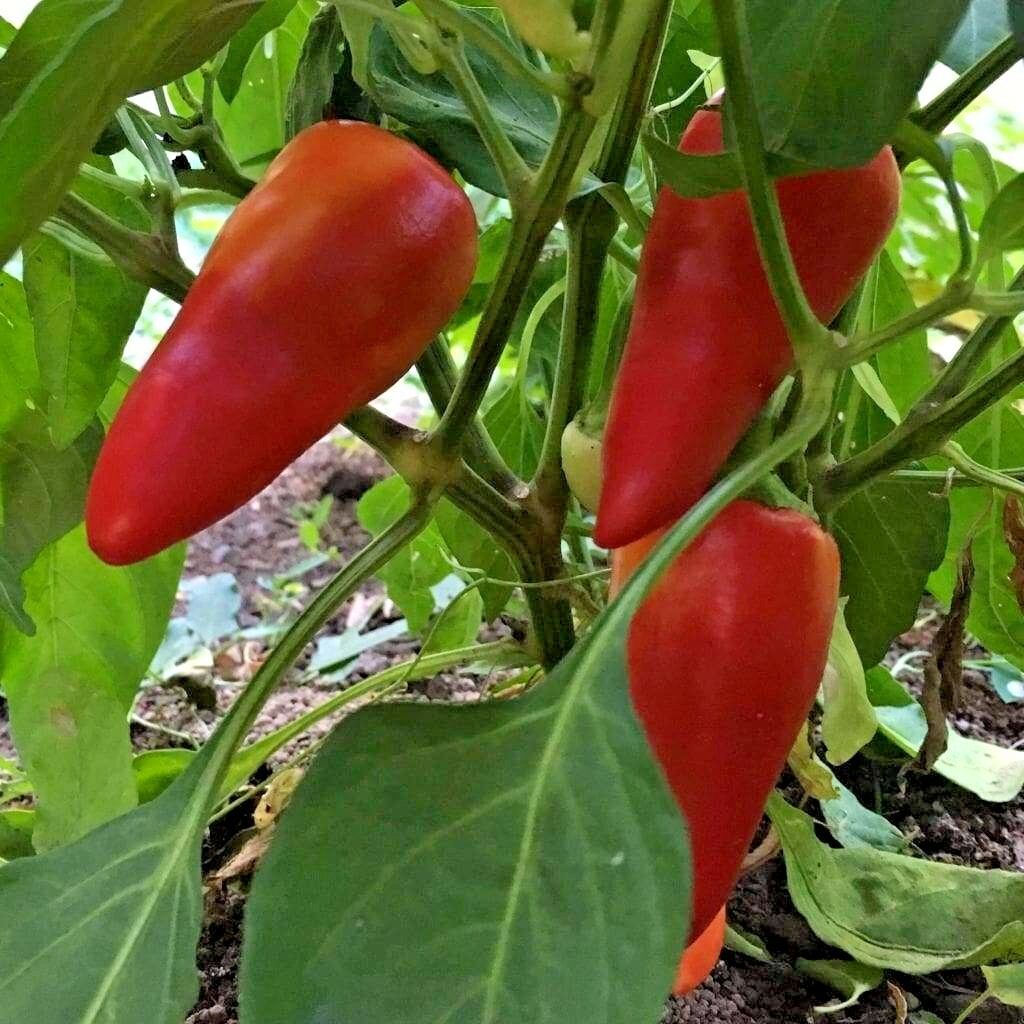 101+HUNGARIAN Sweet Wax PEPPER Seeds Organic Vegetable Garden Container Banana