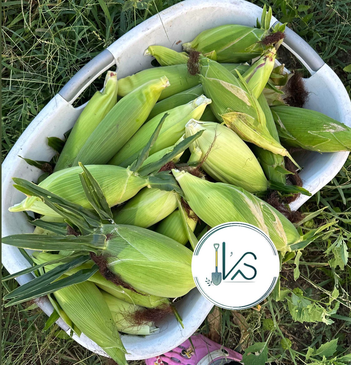 10GR = 30+ PCS WAXY CORN WHITE EXTRA STICK SEEDS , BẮP NẾP NÙ SIÊU DẺO, 糯玉米