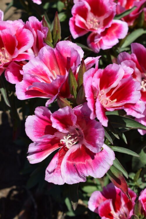 Godetia Pink to Red, Clarkia. 1000 Seeds Free Shipping!