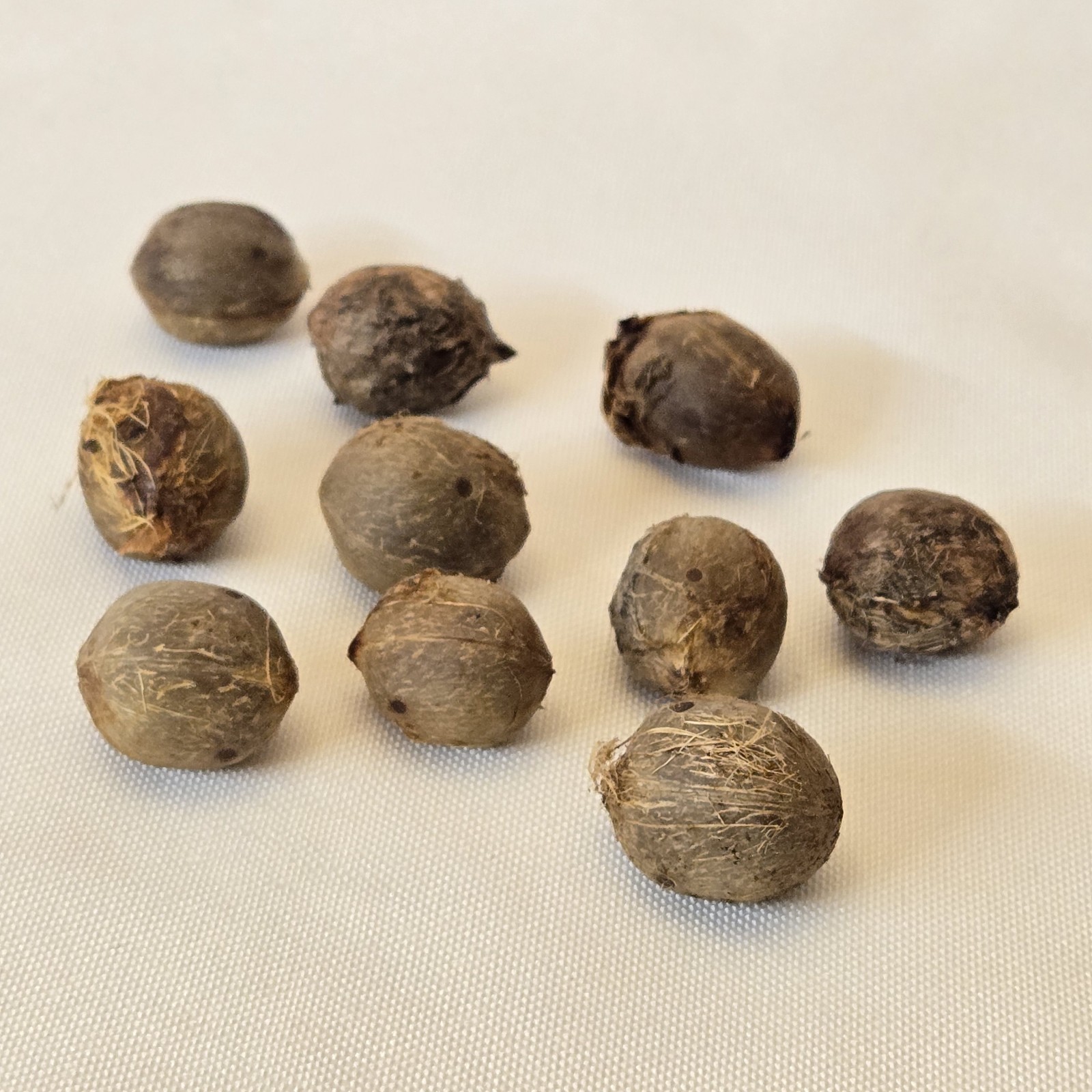 10 Jelly Pindo Palm Tree Seeds (Butia capitata) Tropical Sweet Fruit Evergreen