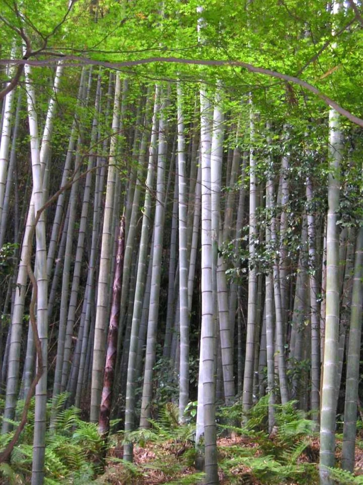 100 Phyllostachy Edulis Bamboo Seeds Perennial Ornamental Seed Privacy US SELLER