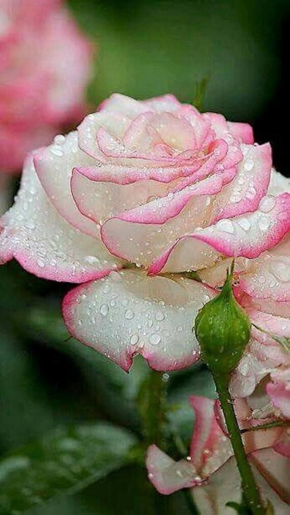 30+ Seeds|White Pink Hybrid Tea Flower Perennial Rose Seeds #1051