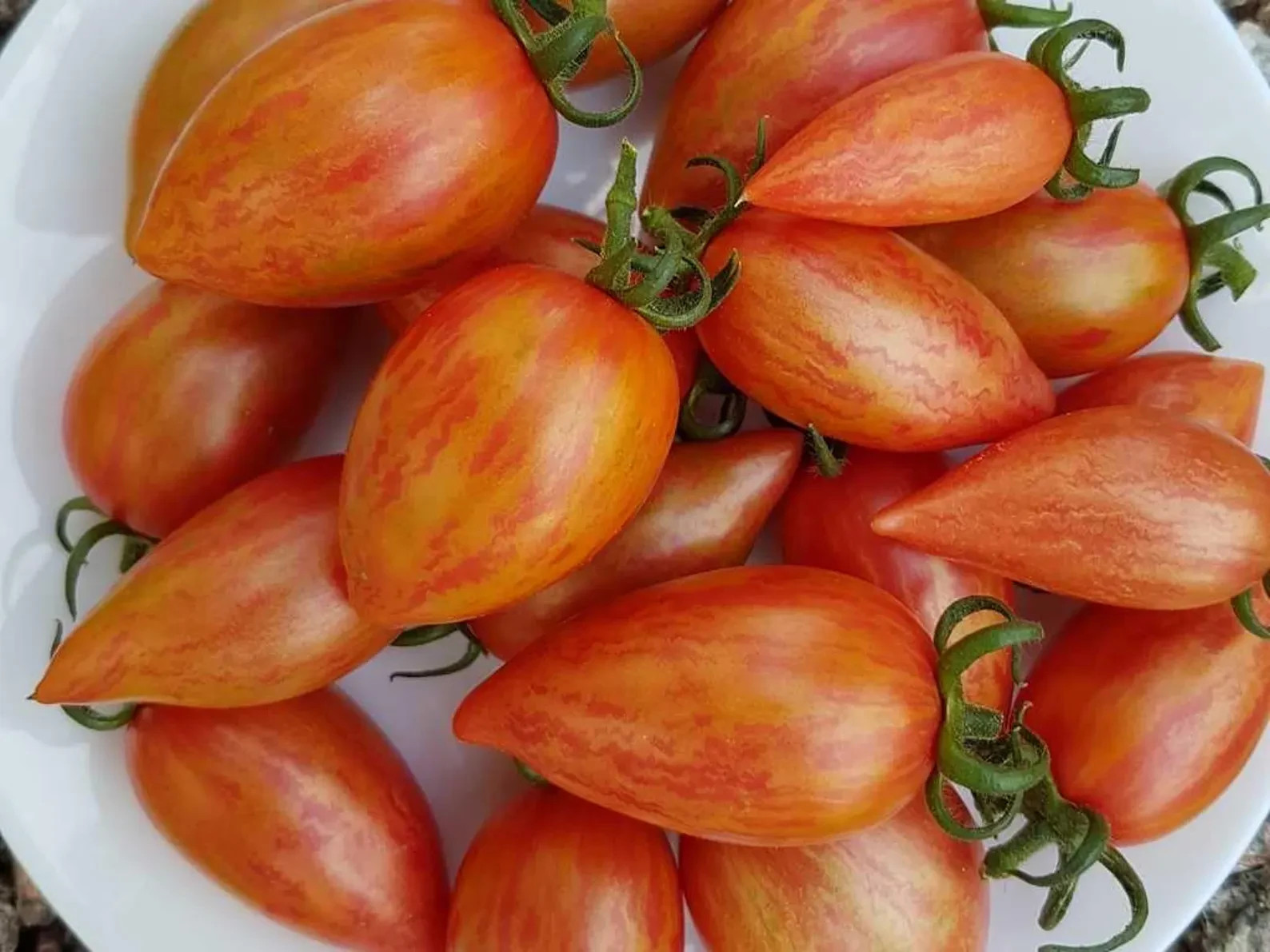 10 seeds Candy Sweet Icicle Tomato Large Cherry Rare Variety Indeterminate