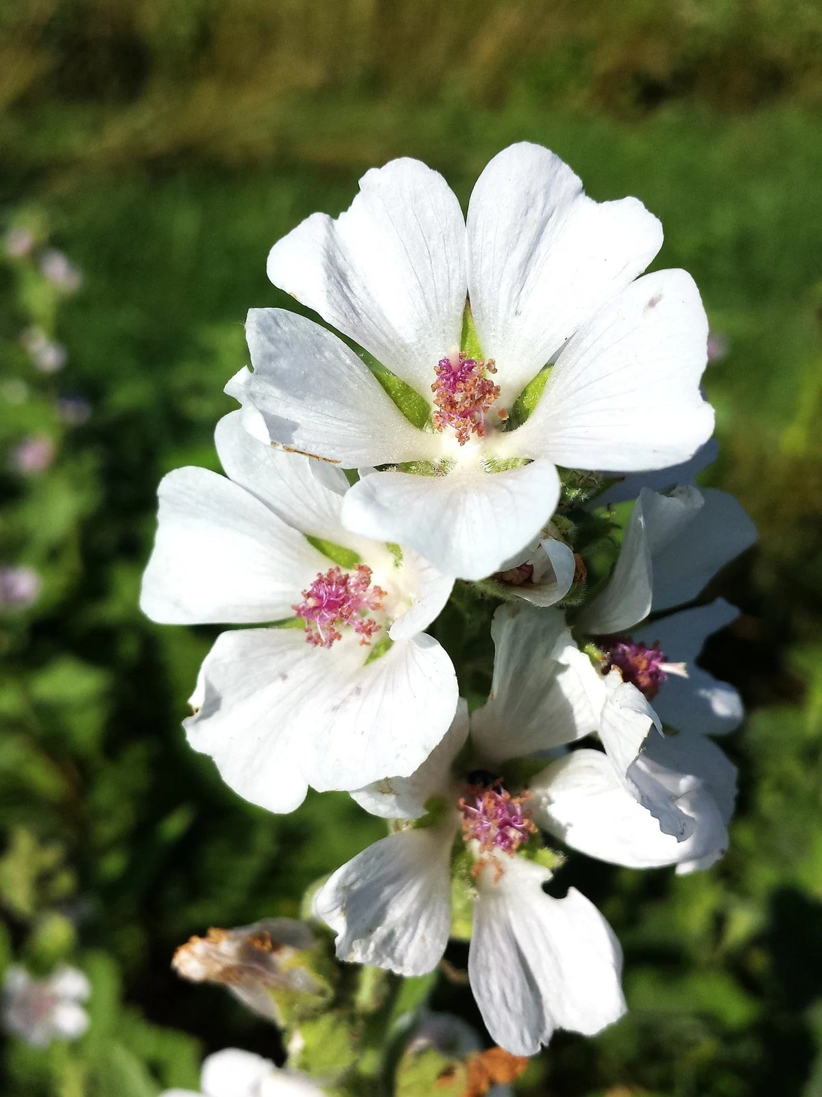 Marshmallow Plant Seeds – For 2025 Planting Medicinal Marsh Mallow Flower Rose