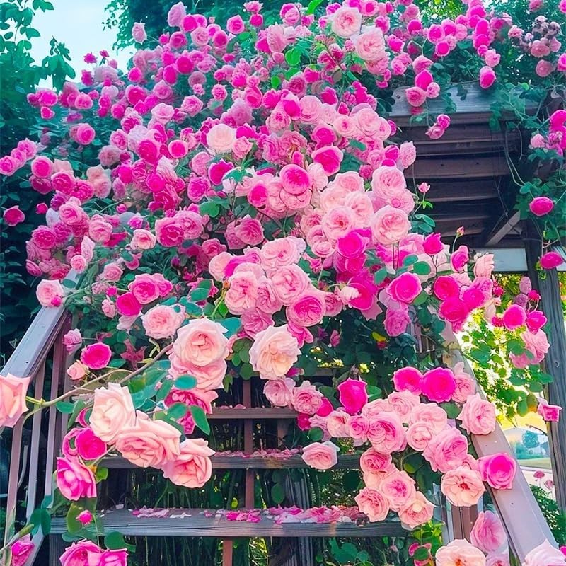 Mixed Climbing Rose Vine Seeds 230pcs– Perennial Rosa Flowering Colors