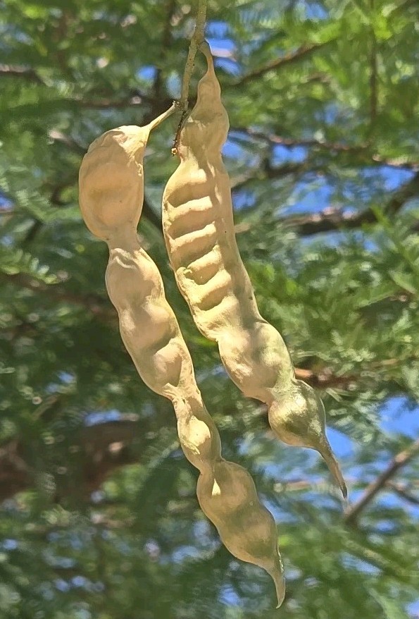 Hybrid Mesquite Tree Pods, Neltuma x: (9) Fresh 2025 Seed Pods