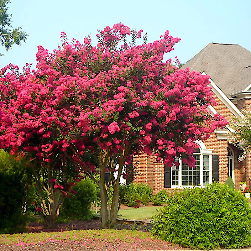 CRAPE MYRTLE TREE SEEDS Crepe (Lagerstroemia Indica) Fast Lilac Flower Plant