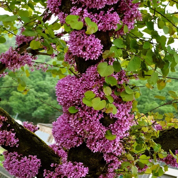 Judas Tree Seeds (Cercis siliquastrum) Mediterranean Redbud Plant Fast Hardy-4