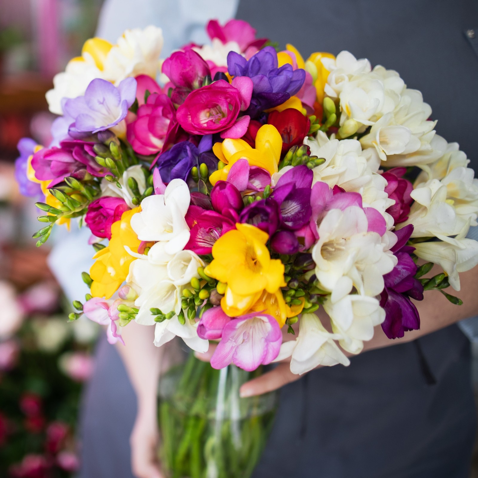 Freesia Bountiful Bouquets Collection 60 Bulbs, Multicolor Spring Flowers in Sun