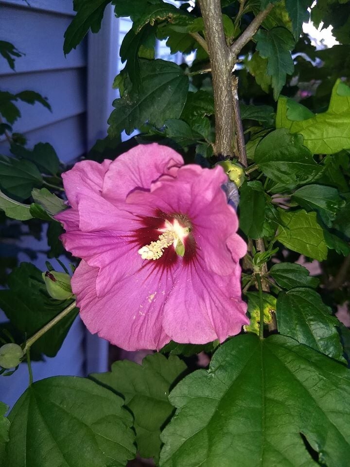 50+ Pink Rose of Sharon Seeds (Hibiscus syriacus, Aphrodite Althea) 2023 Fall