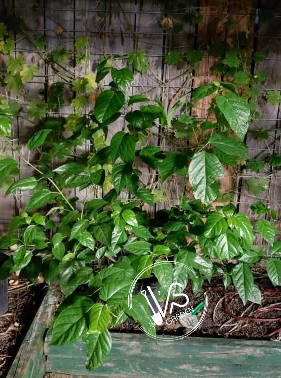 10 PCS PREMNA SERRATIFOLIA SEEDS, HẠT LÁ CÁCH