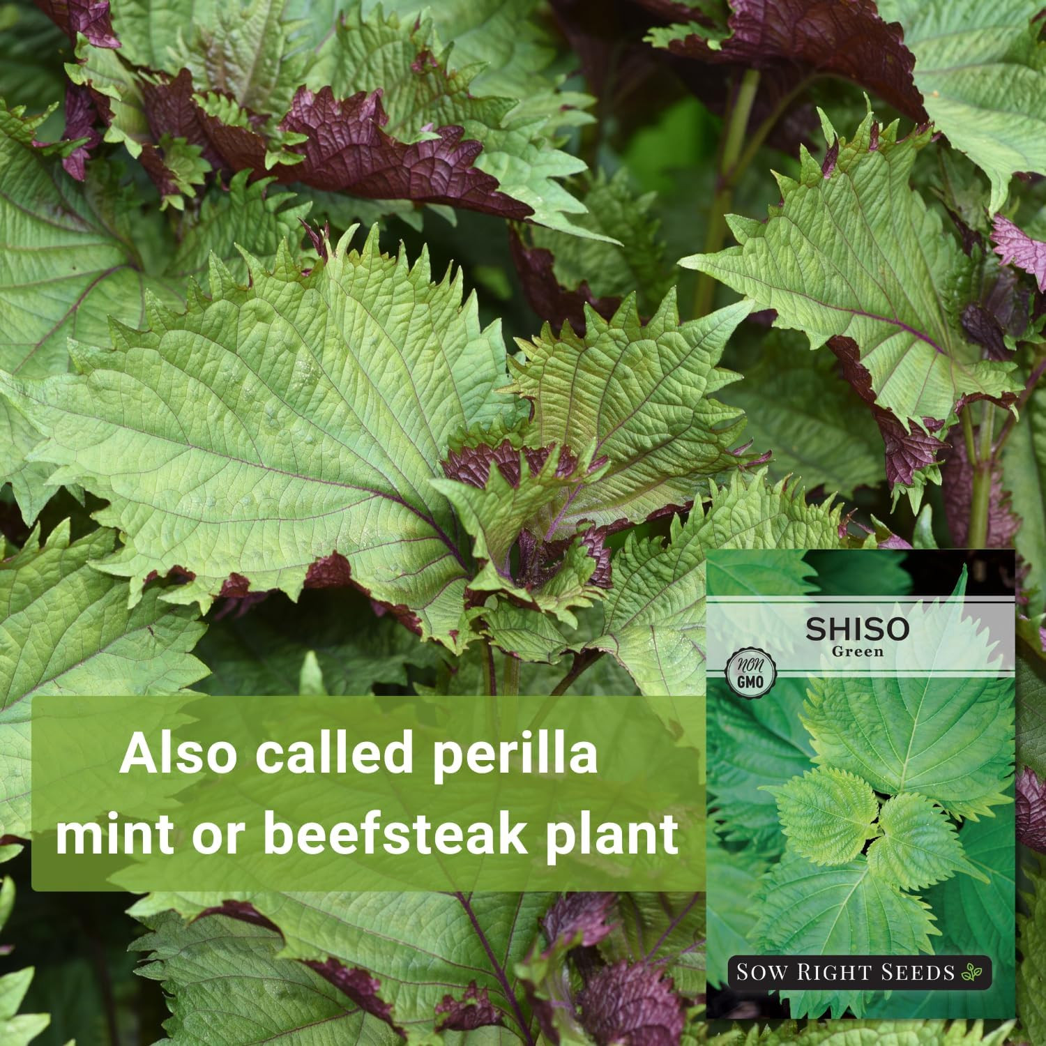 Sow Right Seeds – Green Shiso Seeds for Planting – Perilla Seeds Japanese Shiso