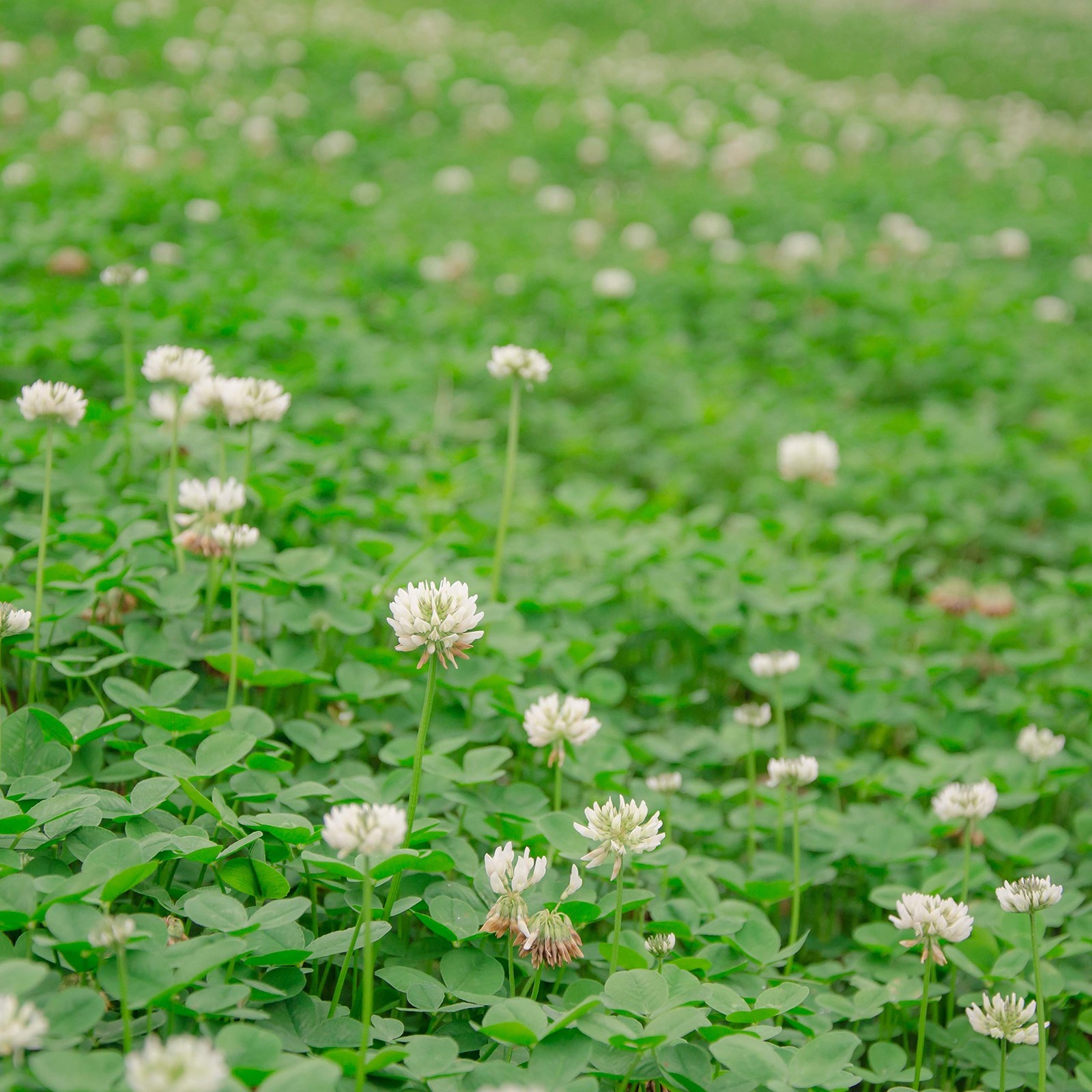 Outsidepride Perennial White Dutch Clover Seed 1/4 lbs. Nitrocoated, Inocula…