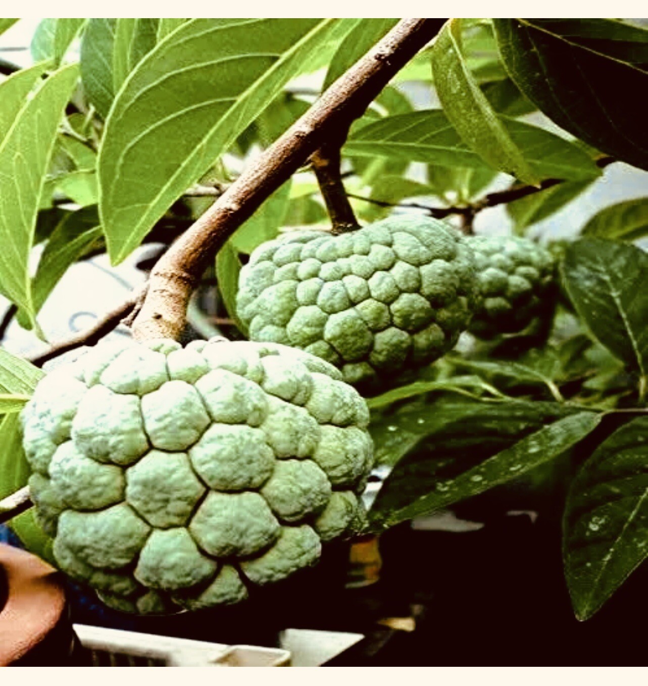 ORGANIC “Sugar Apple” Fruit Tree Seeds (Annona squamosa) Tropical Sweetsop Plant