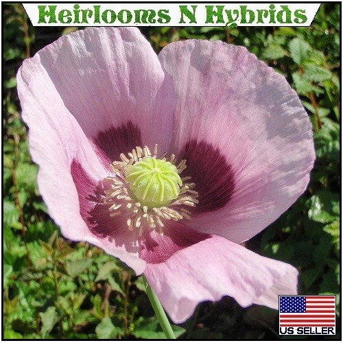 10,000 Stratified Turkish P Somniferum Organic Hashas Poppy Seeds For Planting