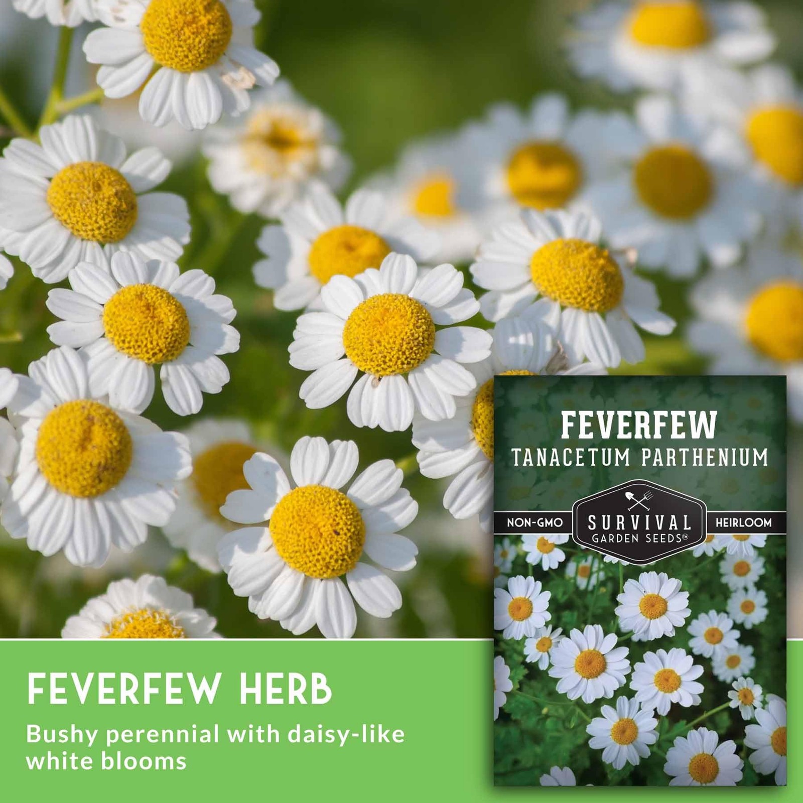 Feverfew Seeds for Planting – Perennial Daisy-Like Flower Herb, Pollinator Fr…