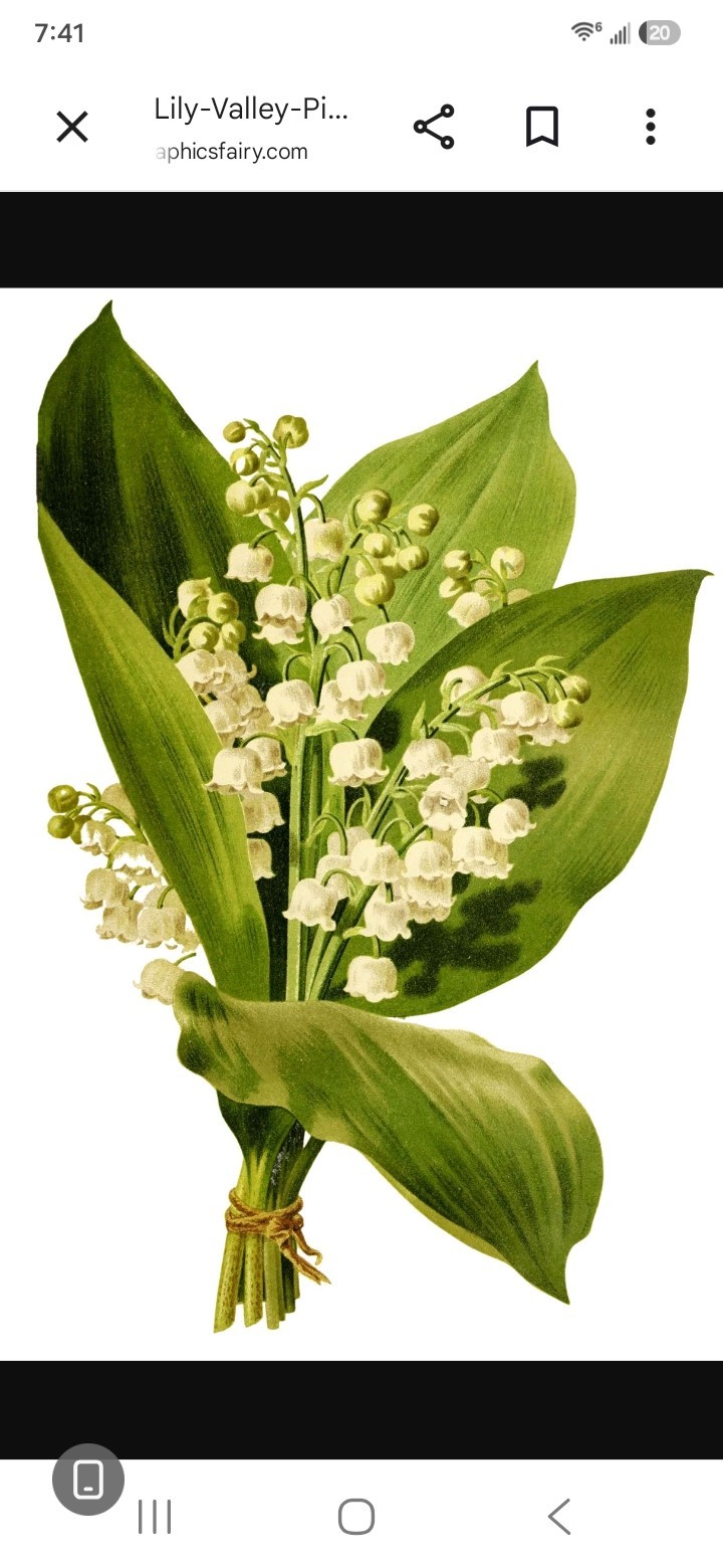Lot of 50+ Lily of Valley Plants– White FLOWERS Perennial