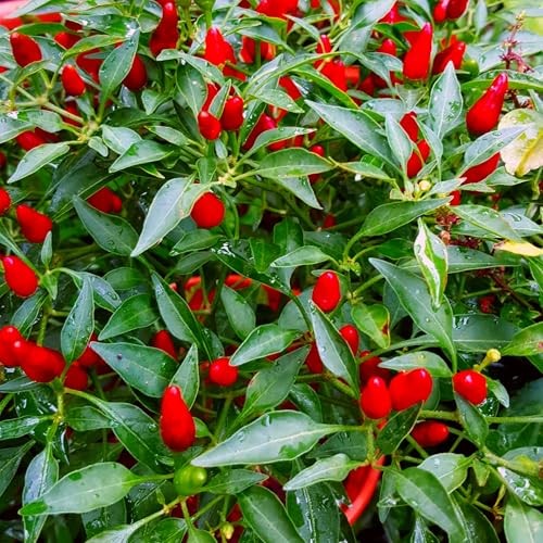 CarpetC 300+ Birds Eye Chili Seeds for Planting, Perennial Spicy Pepper, Heat